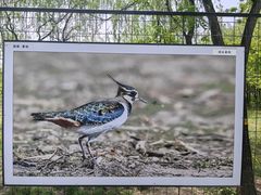 -野鸭湖国家湿地公园