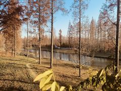 -黄海国家森林公园