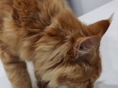-楼上猫咖(罗湖店)