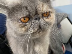 -猫小院猫主题咖啡厅(北锣店)