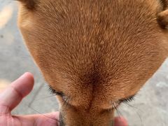 -柴犬高等学院·狗咖·柴犬售卖·宠物训练
