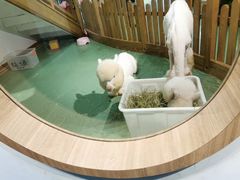 -藦茜花园宠物主题亲子互动体验馆(国顺东路店)
