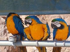 -西霞口神雕山野生动物世界