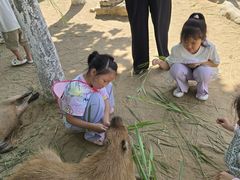 -西霞口神雕山野生动物世界