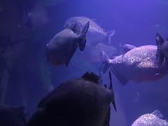 -瑞普利水族馆