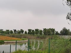 -洪湖湿地生态园