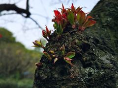 -南京古林公园