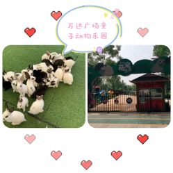 -萌宠亲子动物乐园(槐房万达店)