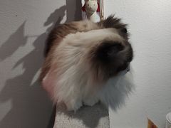 -琪喵猫屋·撸猫猫咖·猫舍