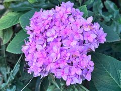 -老房子金沙元年川菜食府·花园餐厅(金沙店)