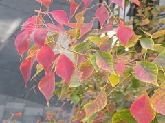 -瑞虹新天地月亮湾