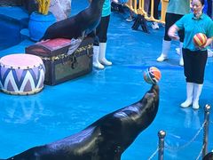 -烟台海昌鲸鲨海洋公园