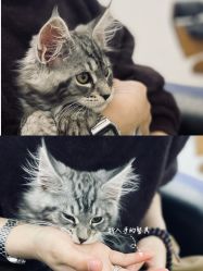 点击看大图 -YESIDO椰岛造型