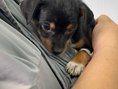 -天使宠物医院·犬猫分诊(彩虹店)