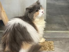 -楼上猫咖(罗湖店)