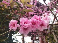-西安青龙寺遗址景区