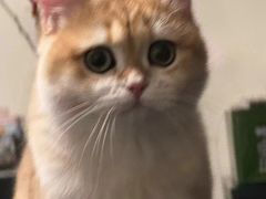 -东方名猫馆·英短金渐层布偶猫舍(环线广场1号楼店)