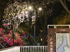 -银湖山郊野公园-相思林