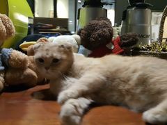 -咖法森林·咖啡  酒吧(天河店)