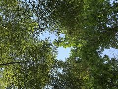 -黄海国家森林公园