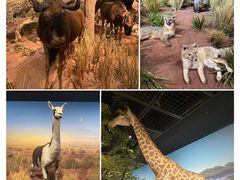 -陕西自然博物馆