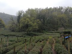 -龙井壹号·茶缘山景宴(龙井村店)