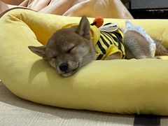 -逗柴咖啡屋·狗咖猫咖宠物桌游