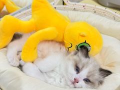 -唐小姐の猫狗洗护·购宠旗舰店(周浦万达店)