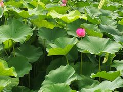 -荷塘月色湿地公园·向阳花洲