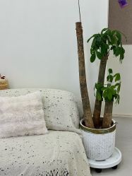 -苗方清颜专业祛痘·皮肤管理