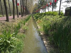 -合肥滨湖国家森林公园