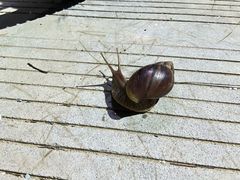 -万尾金滩