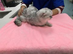 -美美宠物诊疗中心·异宠·骨科(滨江东信分院)