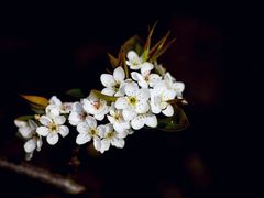 -南汇桃花村