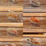 深圳好吃日料 鮨嵐Sushi Arashi