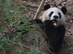 -杭州动物园