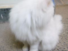 喵星人-Anne猫窝咖啡屋