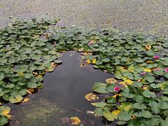 -仙女湖公园