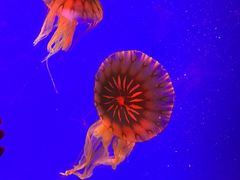 -上海海洋水族馆