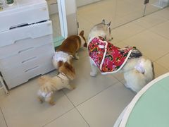 -怪兽屋·羊驼·猫咖·狗咖(俊华广场店)