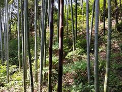 -大唐贡茶院