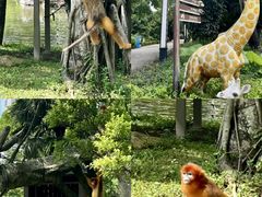 -深圳野生动物园