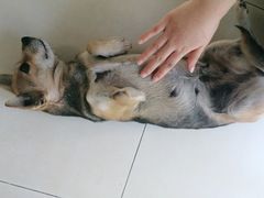 -宠福鑫康馨动物医院·骨科·眼科