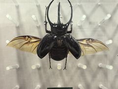 -国家自然博物馆