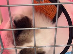 -德元·美联众合24小时动物医院(总院)
