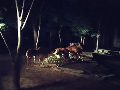 -清迈夜间动物园