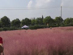 -鹅湖玫瑰文化园