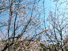 -广州市白云山风景名胜区