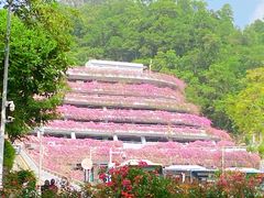 -深圳仙湖植物园