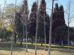 -兰山公园